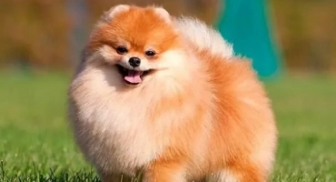 Как да свикнете шпиц с памперс и тоалетна в апартамент или на улицата